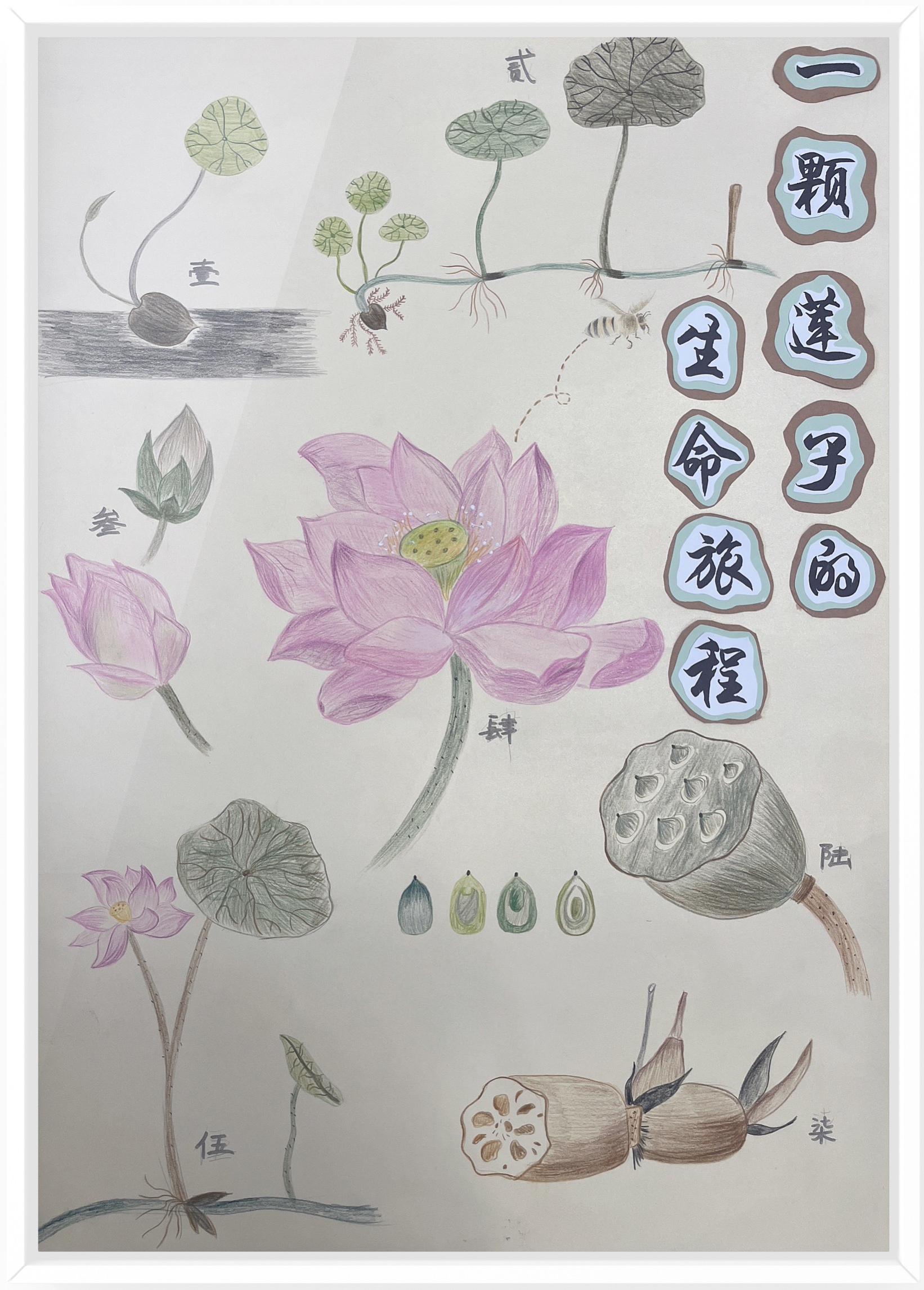 《一颗莲子的生命旅程》（作者：朱水铮、吴梦霁、张婷）.png